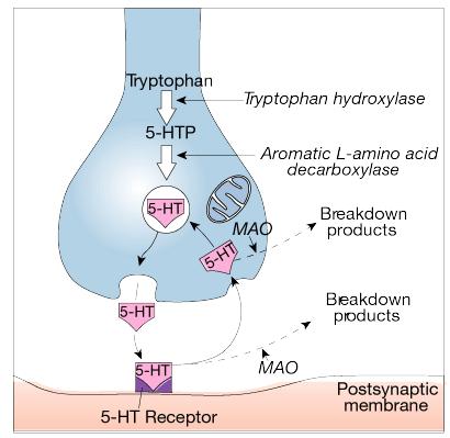 Serotonin (5-HT) 15 Reuptake or monoamine oxidase deactivates Important in