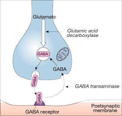 (GABA) 16 Main effect is to inhibit action of other neurons Lower levels