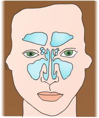 Sinuses circulate air and lubricate the nose, keeping it free of bacteria and dust.