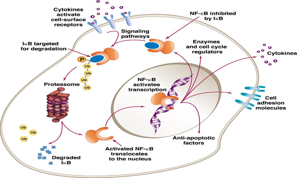 Proteosome Inhibition NF κ
