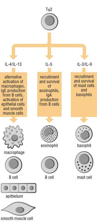 EFFECTOR ROLE OF Th2 CELLS: 1) IgE production 2) IgA production 3) Eosinophil recruitment 4)
