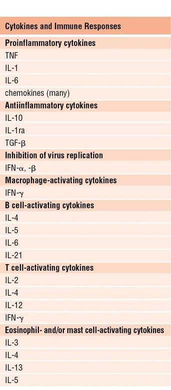 !! Four Structural Families Hematopoietin Family (IL-2, IL-4) Interferon Family (IFN-α, β, γ) Chemokine Family Tumor