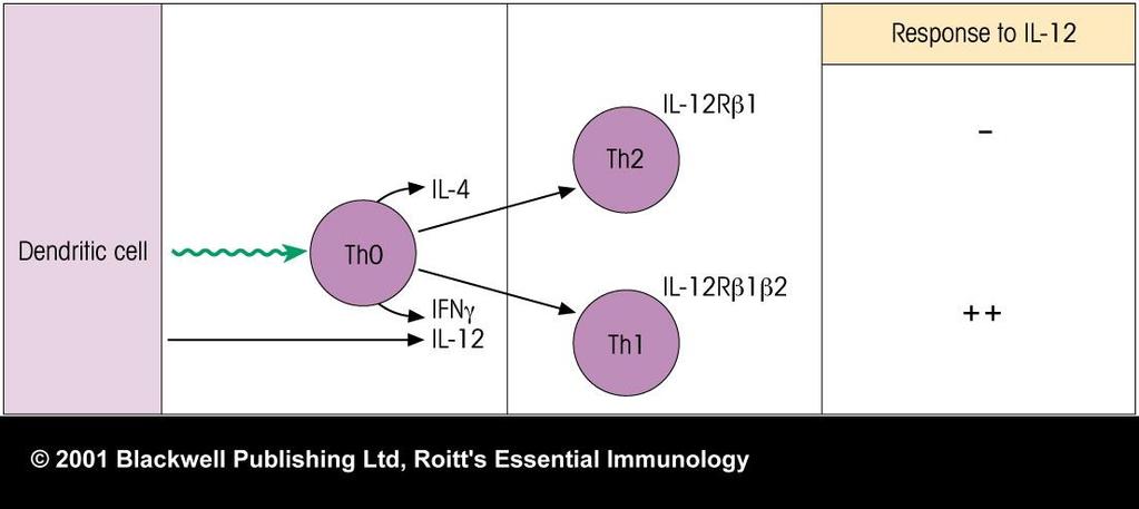 responses IgE/IgG1, eosinophilic responses, allergic reactions).
