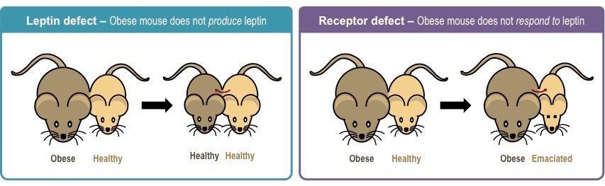 Experiments: Overview Zhang & Scarpace performed several studies detailing the role of leptin resistance on obesity in mice, focusing on these factors