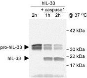 Interleukin-33 * Interleukin-33 (IL-33) is a novel cytokine, recently recognized as an Interleukin-1 family member (Schmitz J, Immunity 2005) Expression of IL-33 has been shown in several types of
