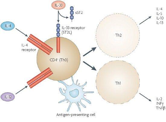 ST2L IL-33 IL-1RAcP ST2L requires the presence of IL- 1RAcP in order to initiates the signaling cascade IL-33/ST2 signaling pathway involves MyD88, p38, JNK, NF-κB and