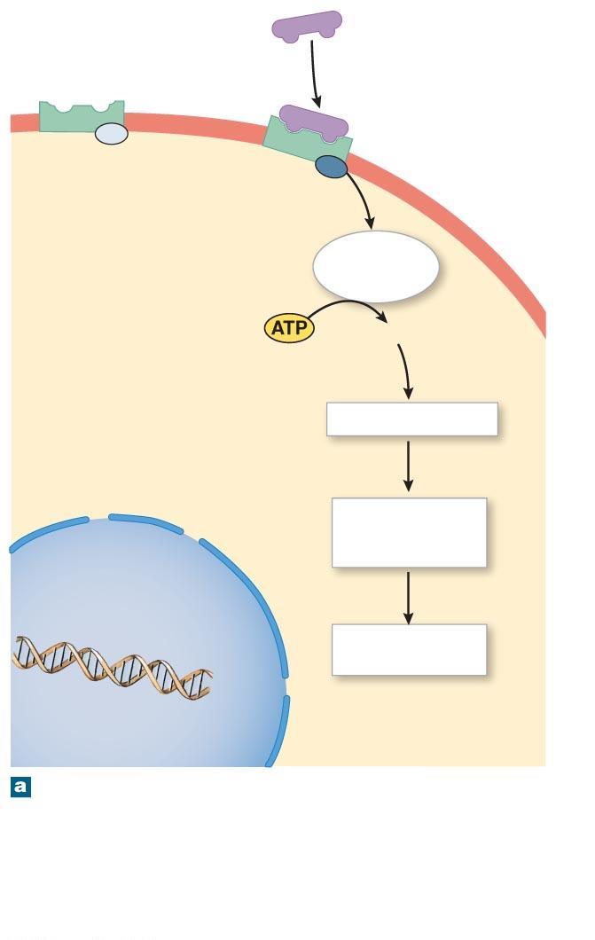 Figure 10-3a Mechanisms of Hormone Action.
