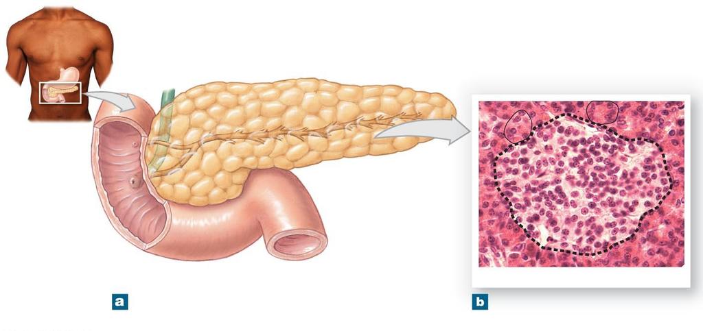 Figure 10-13 The Endocrine Pancreas.