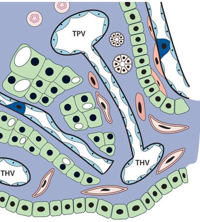 Scar tissue Stellate cells Regenerative nodules Neoangiogenesis Micro thrombosis