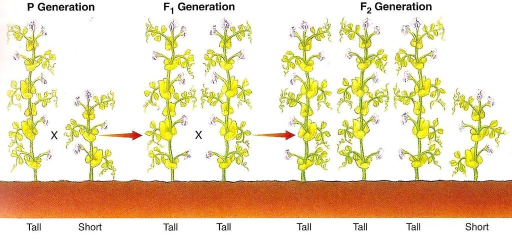 Mendel allowed the hybrid tall offspring from the first generation to. self-pollinate F 1 Tall x F 1 Tall offspring: ¾ tall and ¼ dwarf 1.