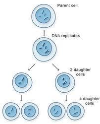 Mendel s Principle of Segregation says that every individual carries 2 alleles for each