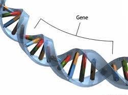 Genes and Chromosomes Chromosomes are made of: