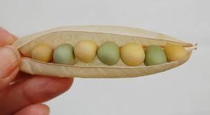 One parent had peas that were round and yellow and the other parent had peas that were wrinkled and green. The round and yellow traits were dominant. First, Mendel crossed true-breeding parents.