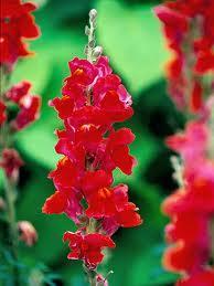 For example: In some flowers, such as snapdragons and four o'clocks, a homozygous red flower crossed