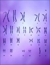 1. Human cells contain 23 pairs of chromosomes. There are 22 pairs of, autosomes and one pair of sex. chromosomes 2.