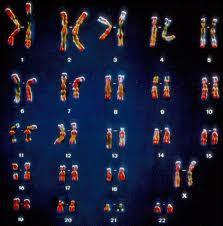 autosomes Autosomes are all of the chromosomes within a cell except for. the sex chromosomes 3. One pair differs between males and females.