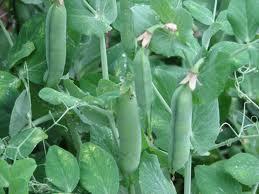Mendel chose for his experiments the garden pea. It was a good choice because: 1. They were readily available. 2. They were easy to grow. 3.