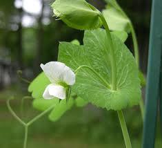 Mendel s Use of Pea Plants for Genetics Experiments Pea flowers are normally.