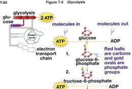 Glucose 2 ATP During the remaining steps, four molecules of ATP are produced.
