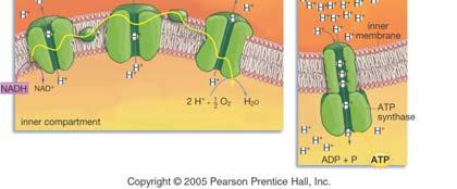 intermembrane space (= from the inner compartment to the outer compartment). How is ATP made using the ETC? 4.