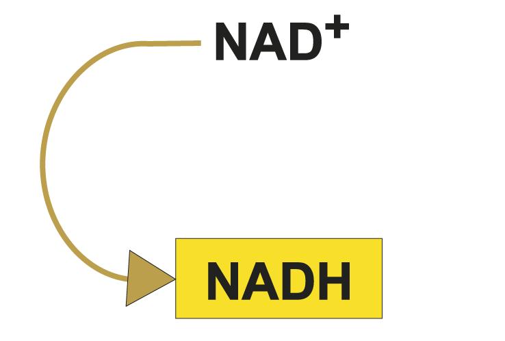 NADH FADH2 ATP