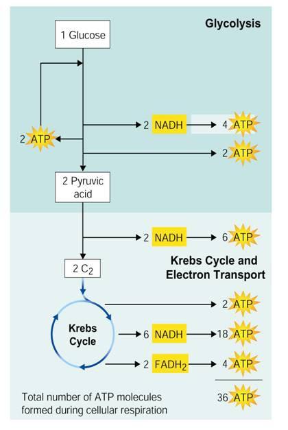 The Totals On average, each of high-energy electrons that moves down the electron transport chain provides enough energy to produce molecules of ATP from ADP.