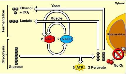 1. pyruvic acid + NADH alcohol + CO2 + NAD+ 2. pyruvic acid + NADH lactic acid + NAD+ Fermentation When oxygen is not present ( ), glycolysis is followed by a different pathway.