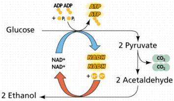 Alcohol Fermentation Occurs in yeast Pyruvate (3 carbon) is converted into acetaldehyde