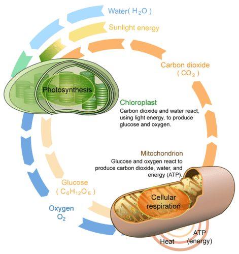 Aerobic Respiration - introduction Is the complementing process to photosynthesis.