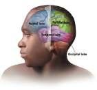Introduction Cerebrum Cerebral cortex Structure of the Cortex