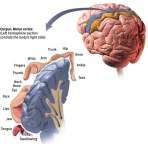 Occipital lobes Temporal lobes Functions of the Cortex Motor