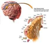 Sensory cortex Functions of the