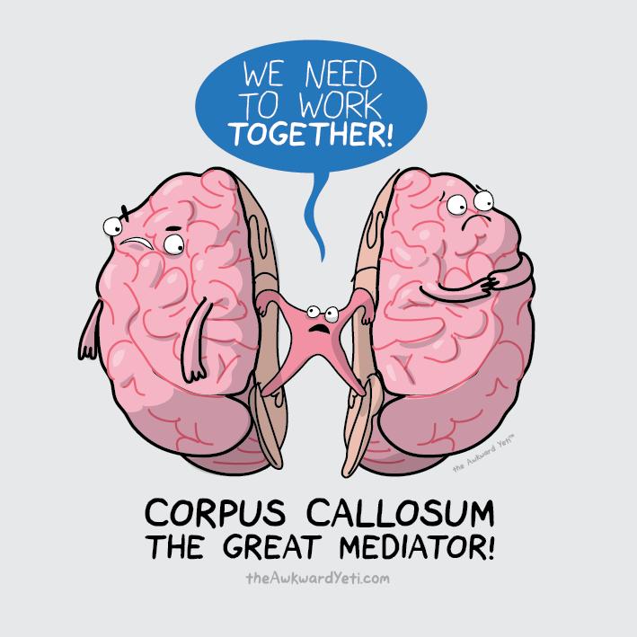The Integrator: Corpus Callosum The corpus callosum is a bundle of neural fibers that connect the left and right