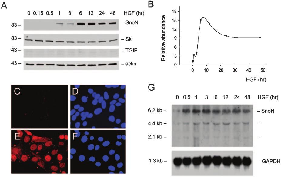 J Am Soc Nephrol 16: 68 78, 2005 HGF Blocks EMT by Upregulating SnoN 73 Figure 5. HGF specifically induces Smad transcriptional co-repressor SnoN expression in tubular epithelial cells.