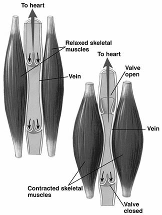 End-Diastolic Volume (Preload) The Skeletal Muscle Pump Rhythmic skeletal muscle contractions force