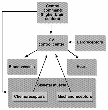 A Summary of Cardiovascu lar