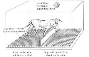 Contingency and learned helplessness If a dog is first given shocks