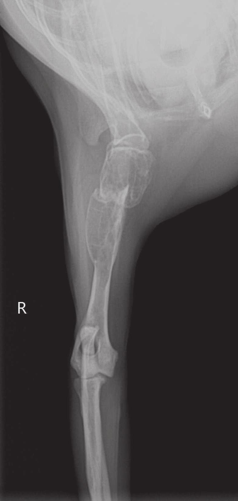 Focal osteoproliferative change on the proximal humeral metaphysis was also observed. (B) Craniocaudal view.