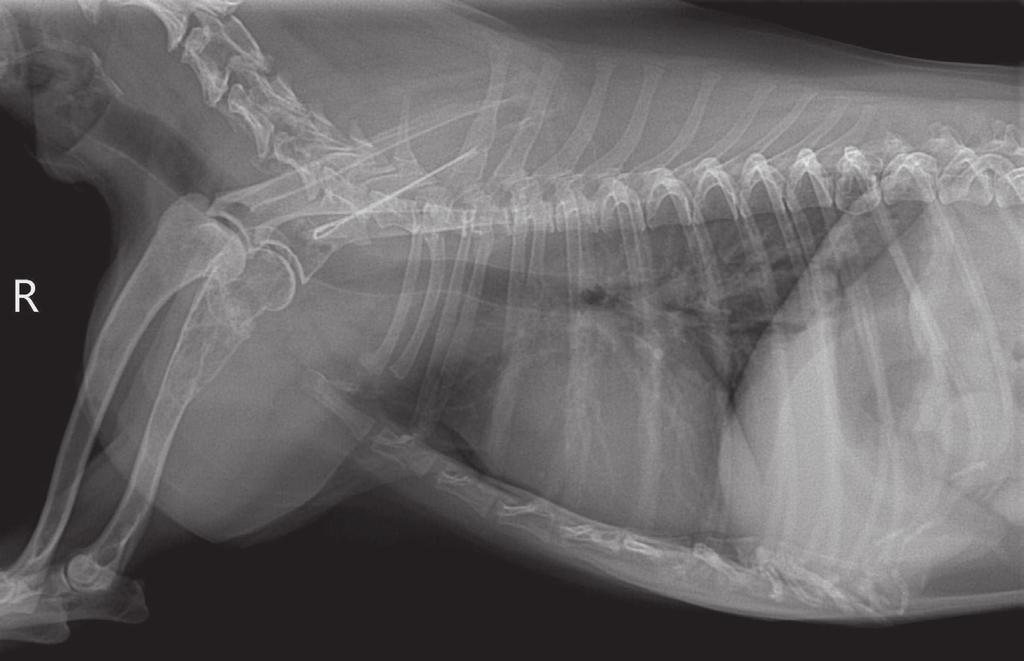 R Figure 2. Thoracic radiograph right lateral view. Geographic lyses of the third and fifth cervical vertebrae were observed.
