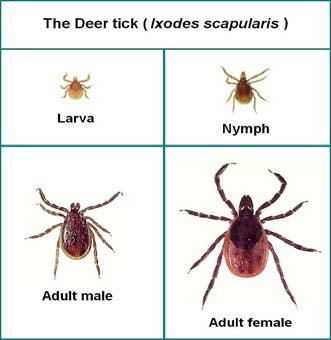 3 Feeds & Patterns of Transmission Larvae (infection free, can acquire it at first feeding, feed on mice) Nymph (usually feed on white-footed mice) Adult (usually feed on white-tailed deer) Vertical