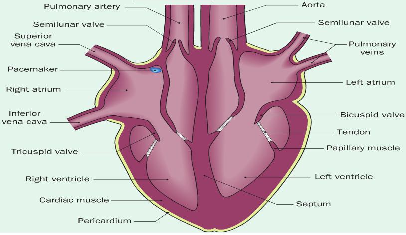 The Heart The Heart is made of cardiac muscle that never tires. It's surrounded by a liquid filled membrane called the pericardium.