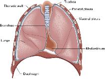 Bronchioles Lungs