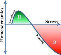 Stressors that are too intense or prolonged lead to an overload in the