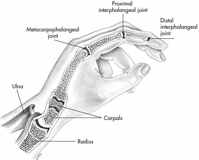 Fingers Joints & Movements Metacarpophalangeal Joint (MCP) Condyloid 0-40 of extension 85-100 100 of flexion Proximal interphalangeal