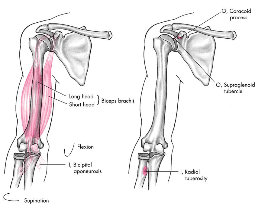 Muscles - Elbow