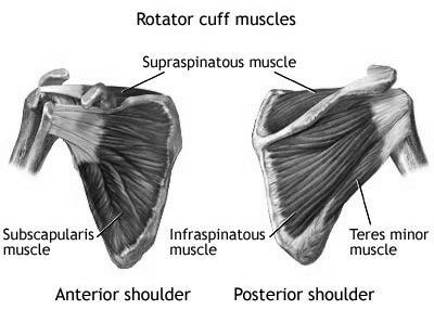 Active stabilizers (muscles) Glenohumeral (aka Rotator