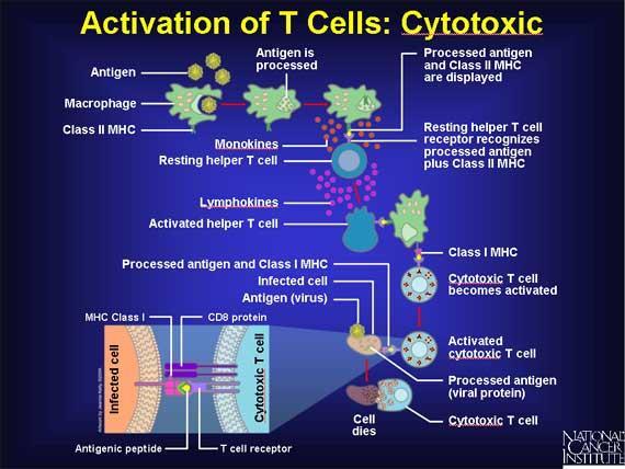 Destroying Infected Cells Activated helper T cells turn on the