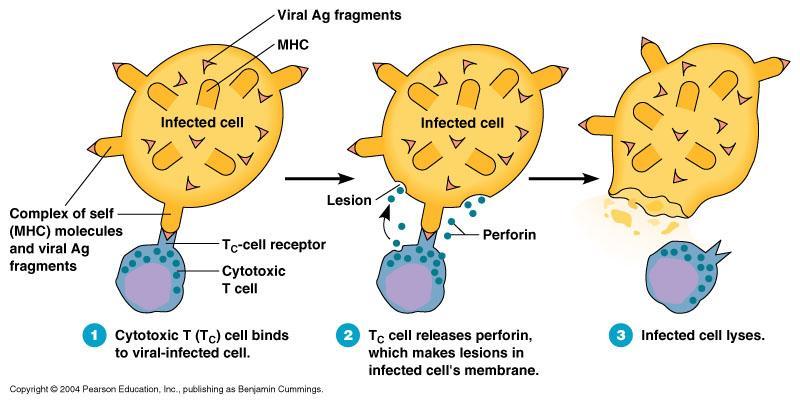 Destroying Infected Cells The infected cells die