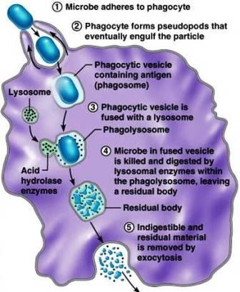 Removing Pathogens at Large These antigenantibody complexes are then