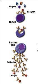 Summary The B cell response removes extracellular